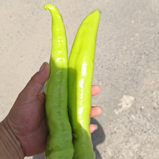 邯郸河北尖椒精品尖椒大量有货  产地直供一手货源 代发全国
