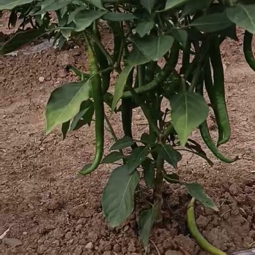 剑阁县二荆条