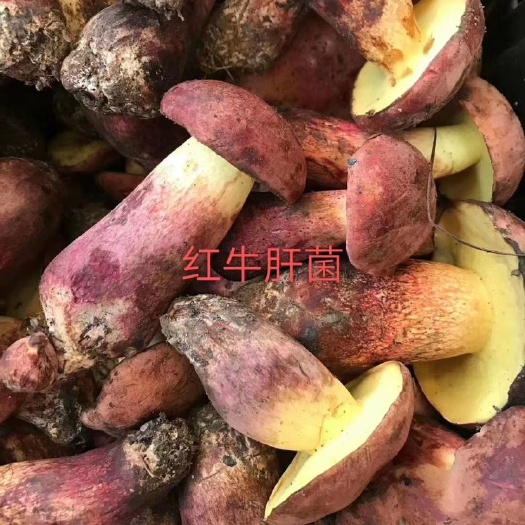 昆明红葱牛肝菌
