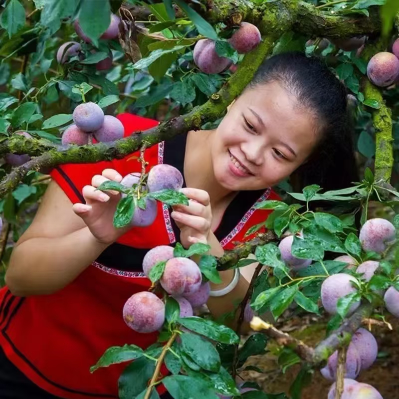 李子芙蓉李