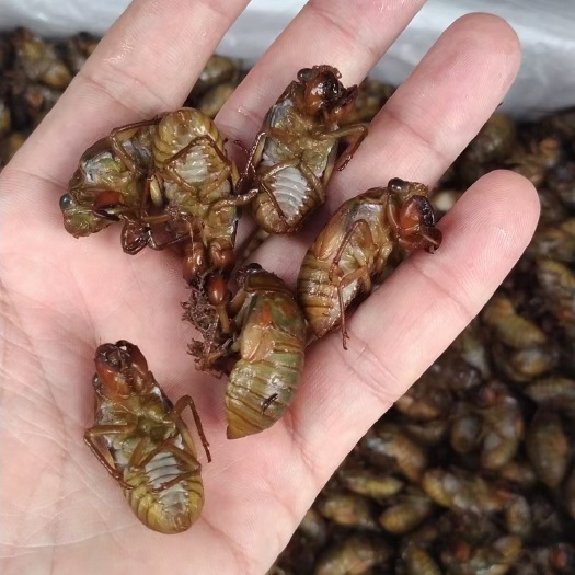 长垣市金蝉银蝉