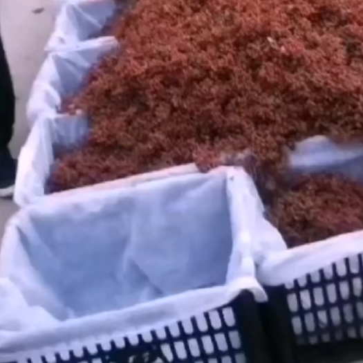 渭南陕西大公司花椒