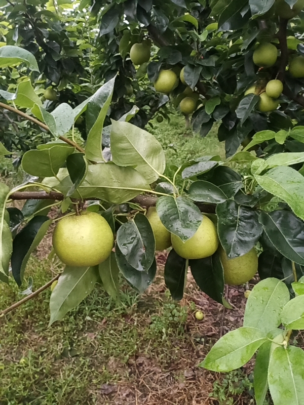 上海奉贤区庄行蜜梨