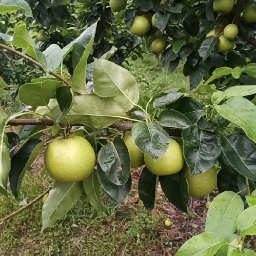 上海上海奉贤区庄行蜜梨