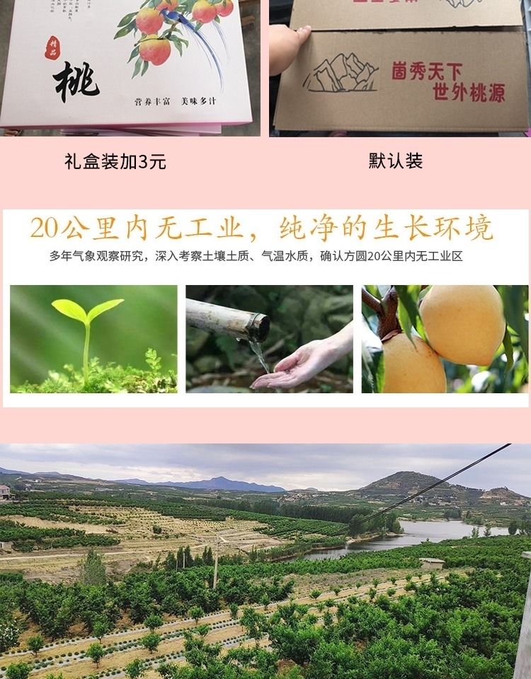 山东蒙阴黑桃皇后桃子水蜜桃当季现摘现发新鲜水果