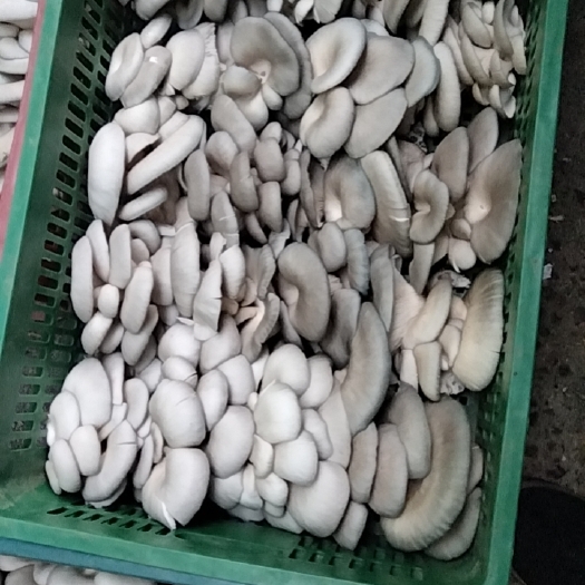鲜蘑菇，灰黑色高海拔产品