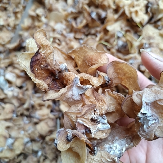 鱼台县羊肚耳