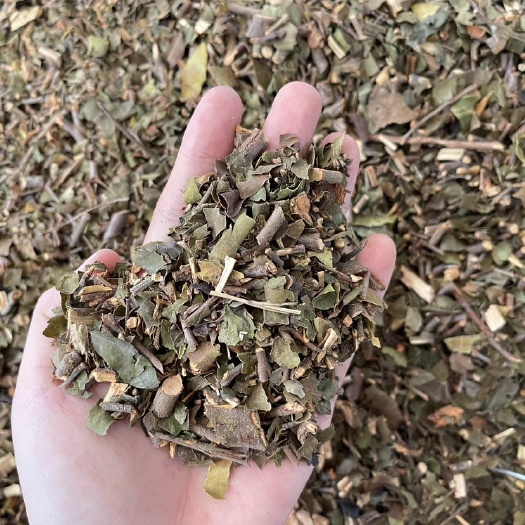 【桑树寄生】桃树寄生 桑树寄生干货