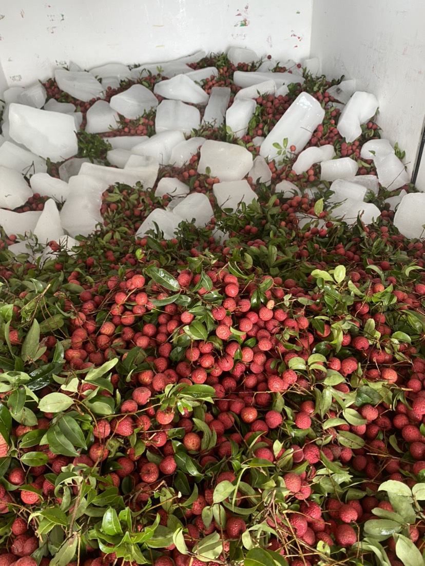 广西麻垌禾荔，桂味，白糖荔枝产地直供代收代发