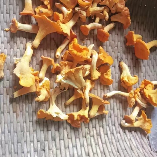 保山鸡油菌
