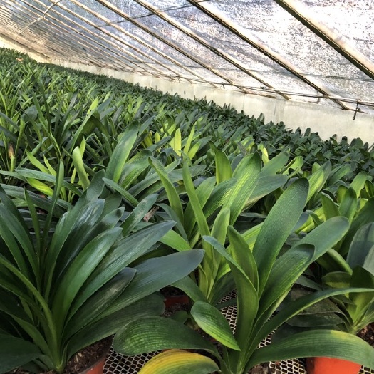 鞍山鞍山君子兰花卉种植基地