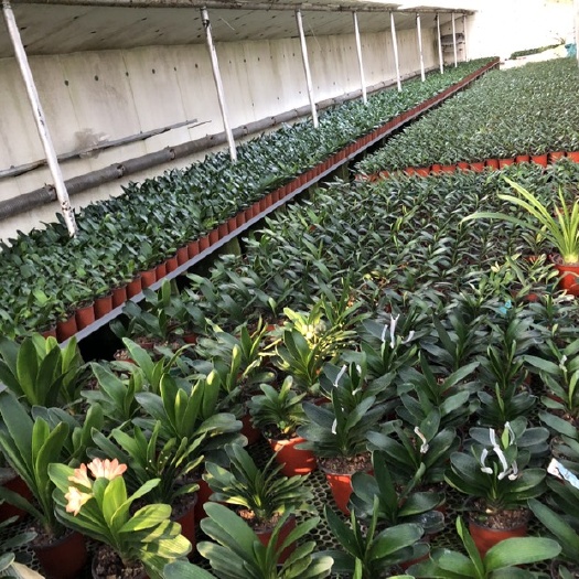 鞍山鞍山君子兰花卉种植基地