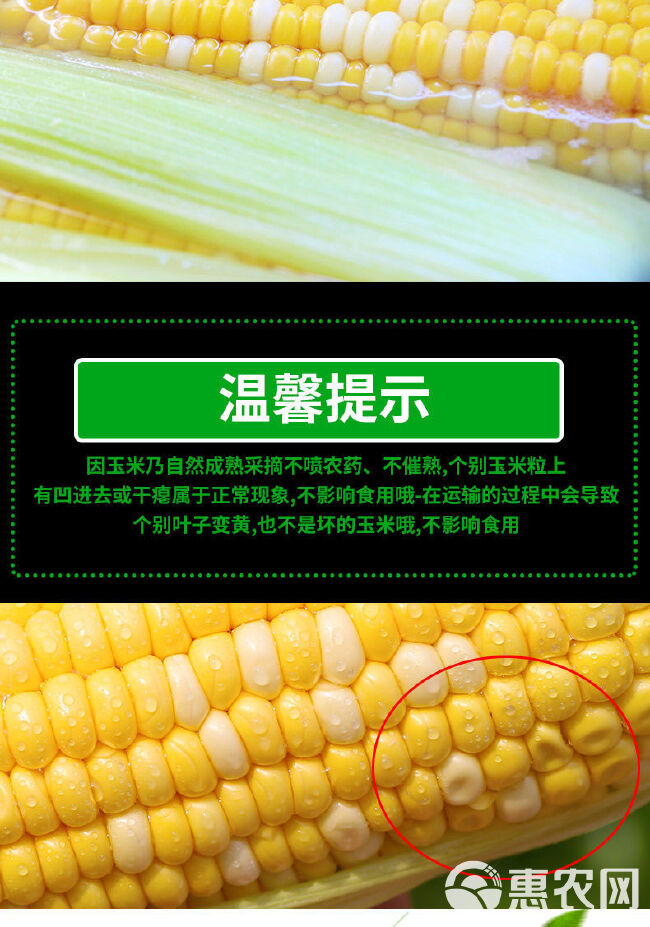 品质金银双色水果玉米爆汁现摘现发价格美丽电商直播代发批发