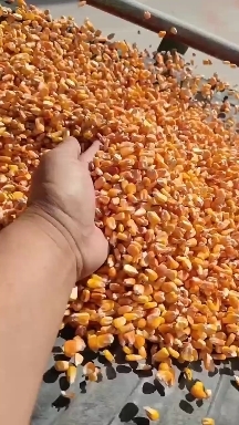 昆明干玉米粒