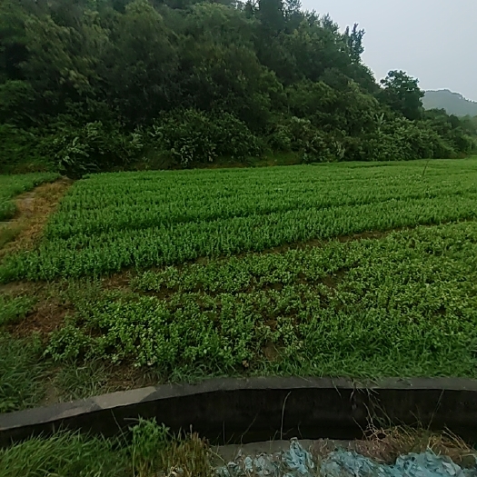 封开县枸杞叶