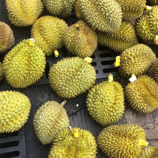 彭州市金枕巴掌榴莲