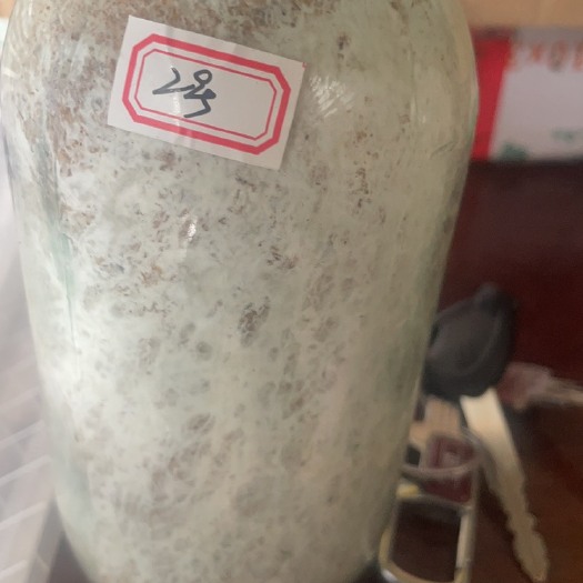 黎平县特质茯苓菌种，茯神种，段木种，厂家直销，