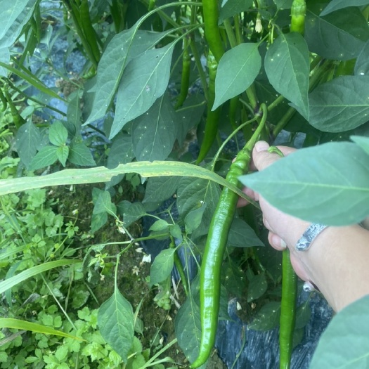 长沙3号8号二荆条新鲜青辣椒贵州二荆条青线椒中辣农家当季蔬菜剁椒