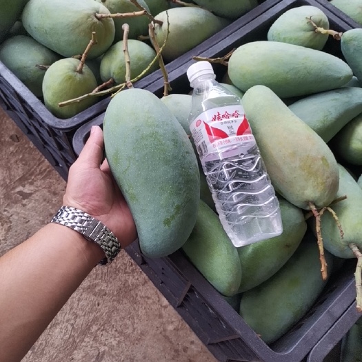 大姚县大青芒 对接电商 市场 工厂