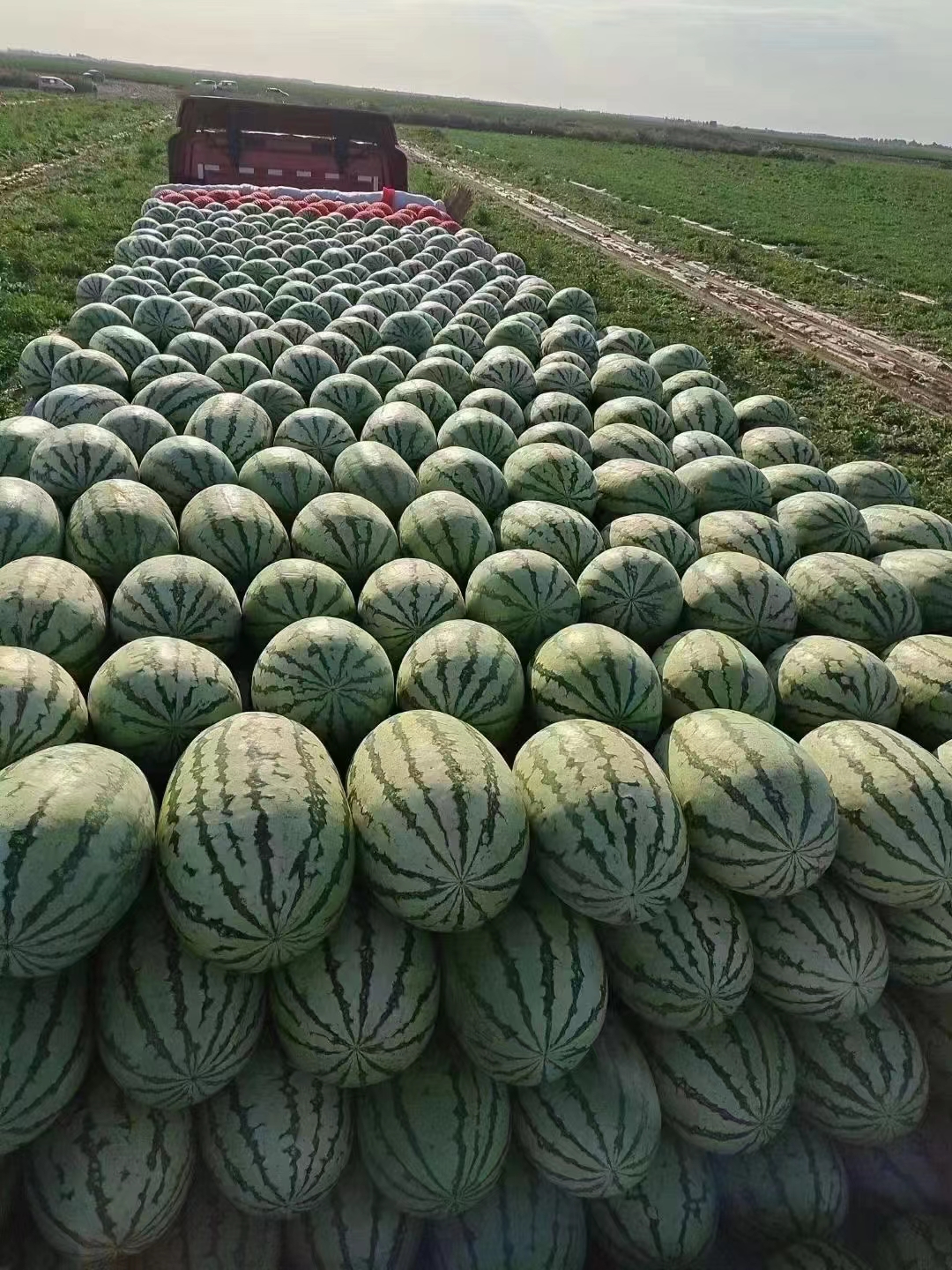 中卫宁夏硒砂瓜 超甜耐运输 市场认可度高