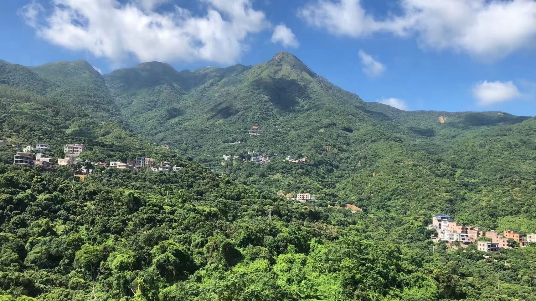 储良龙眼。石夹龙眼。本地龙眼