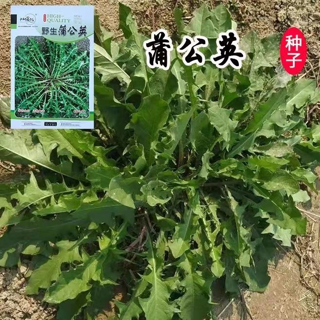 蒲公英种子 大叶新蒲公英籽 野菜婆婆丁食用四季播种多年生野菜