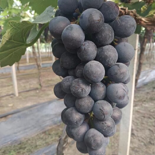 新沂市夏黑葡萄口感好精品通货