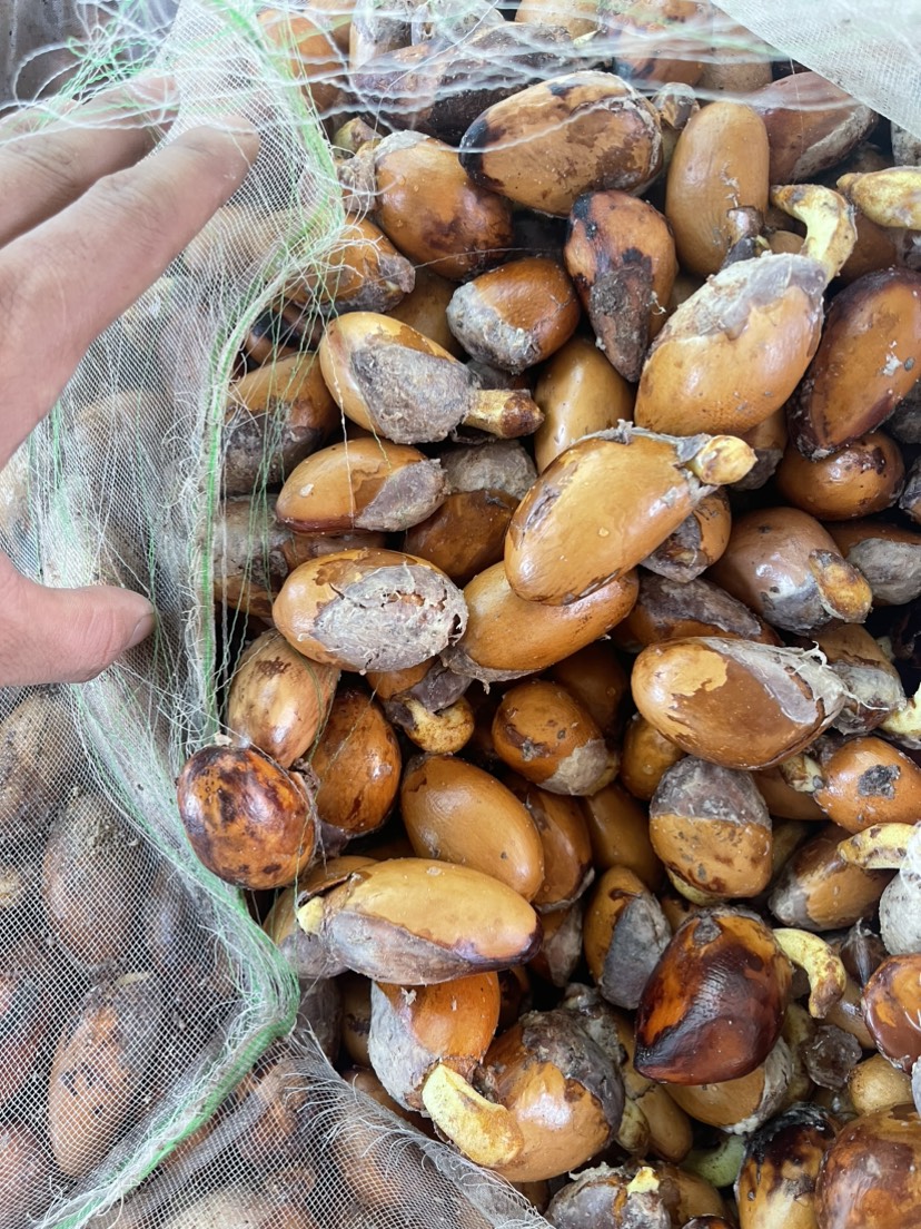 白沙黎族自治县东南亚新鲜榴莲种子