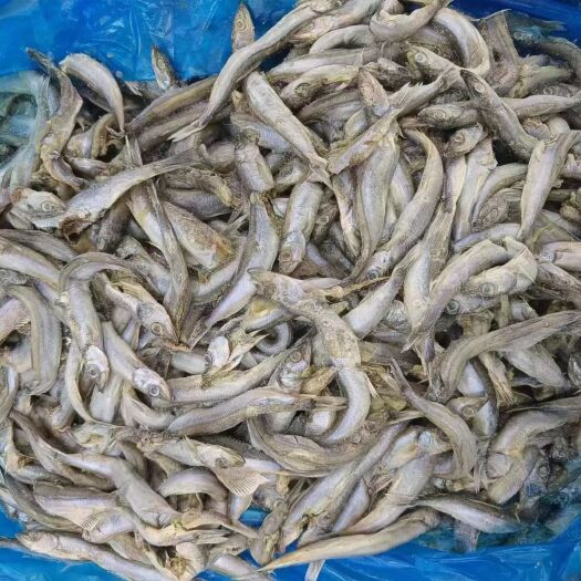 济南多春鱼残体
