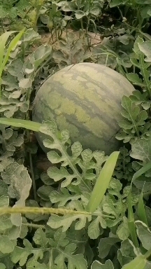 西安花无籽