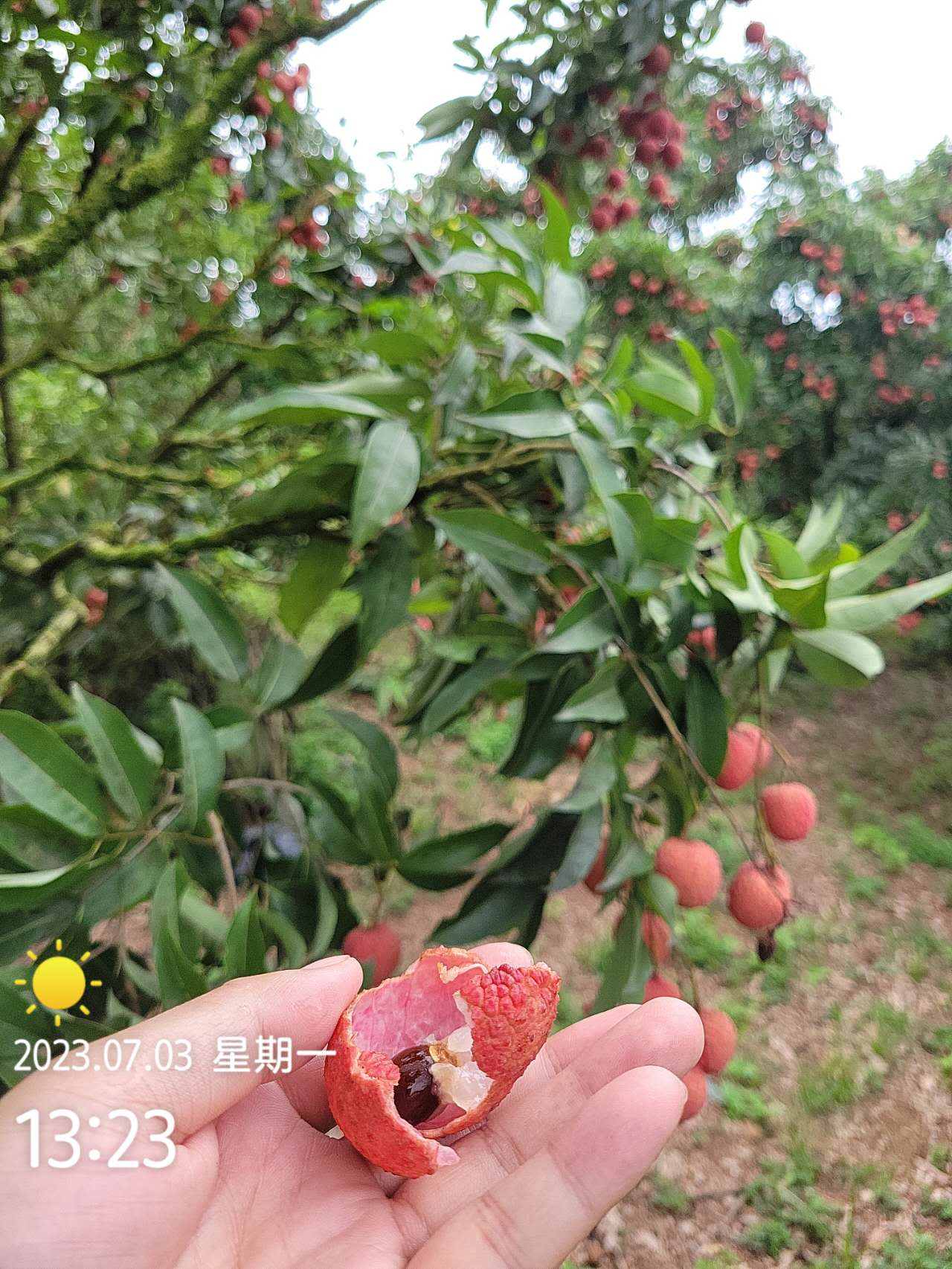 越南小核荔枝