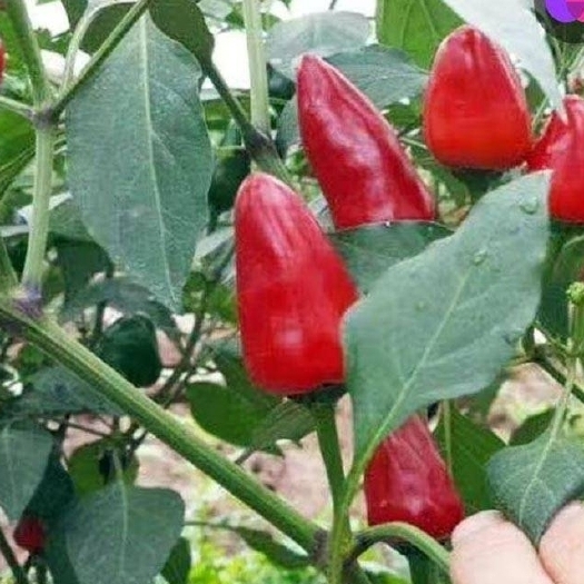 大方县草莓椒