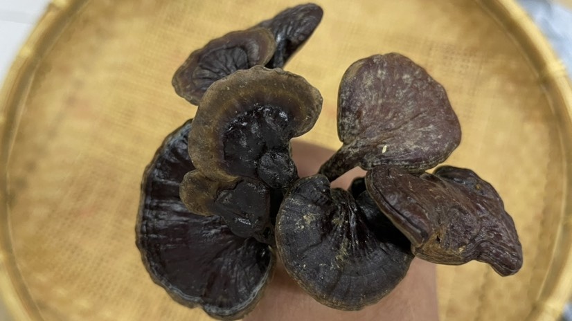 昆明云南竹灵芝