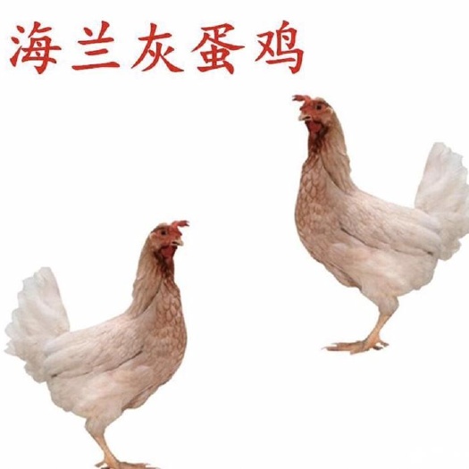衡阳海兰灰蛋鸡苗多蛋鸡活苗孵化产直卖林下散养鸡活易活好养支持技术
