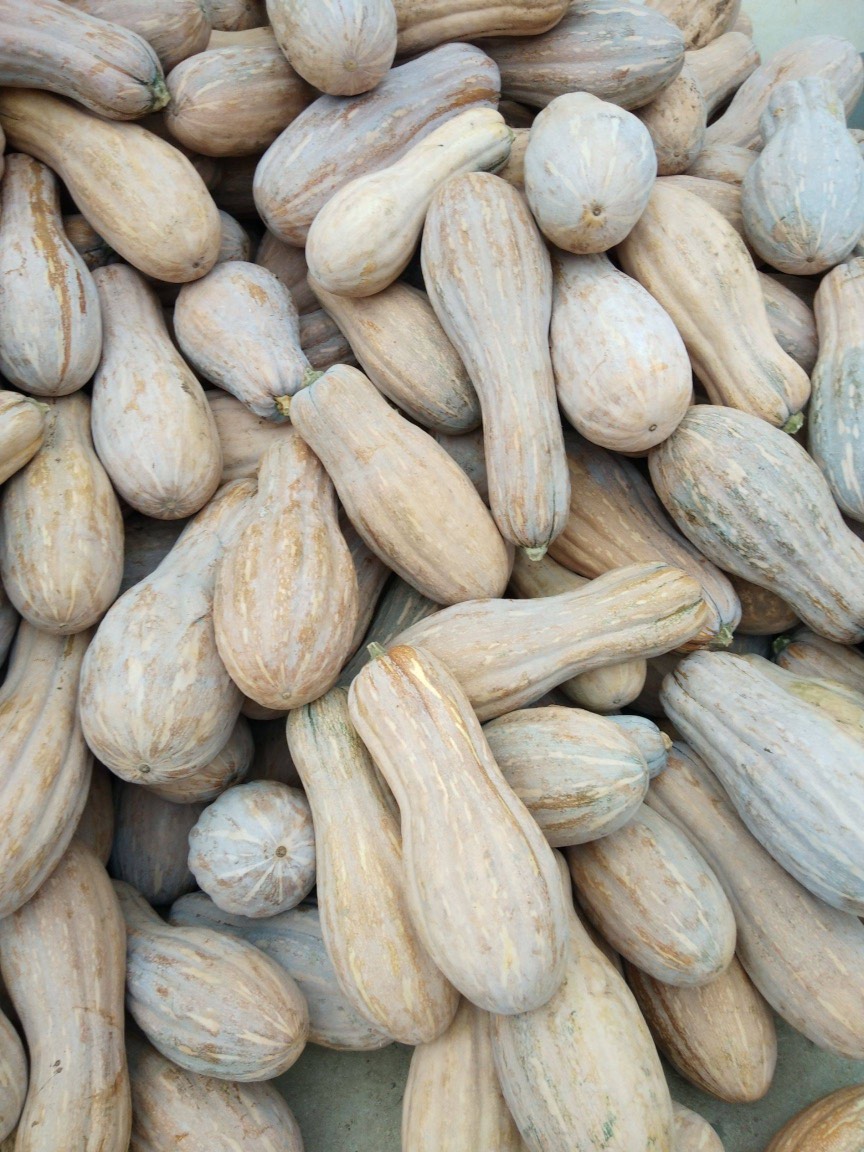 南瓜，蜜本南瓜，个体大，肉质鲜嫩