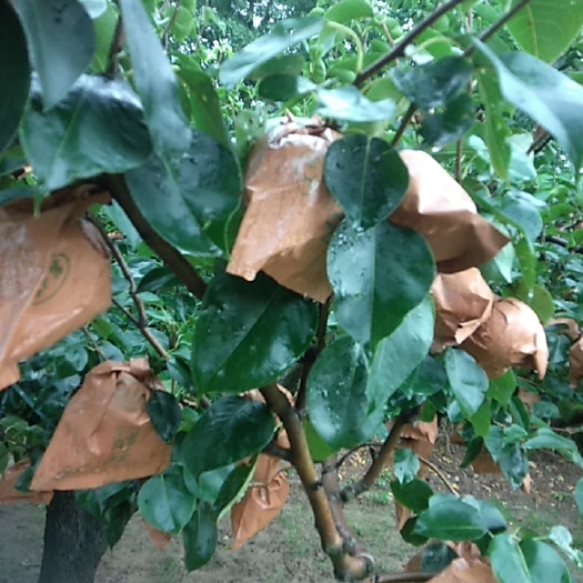 砀山县皇冠梨