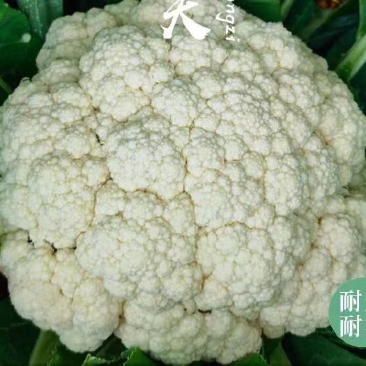 花椰菜苗，花菜种苗，甘蓝苗，西兰花种苗，一级苗，耐寒耐热