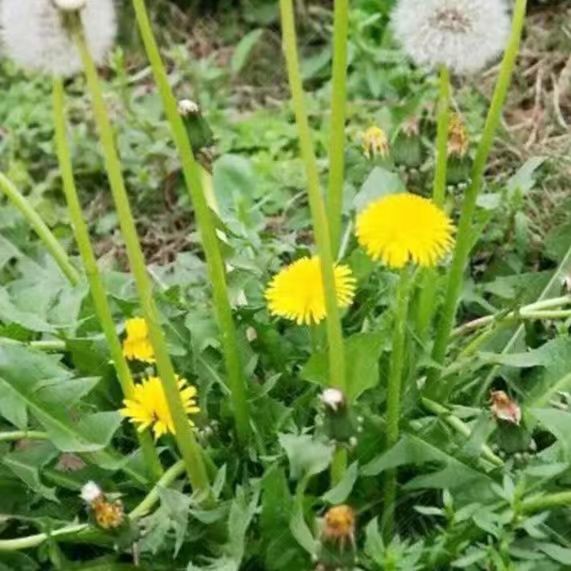 蒲公英种子 大叶新蒲公英籽 野菜婆婆丁食用四季播种多年生野菜