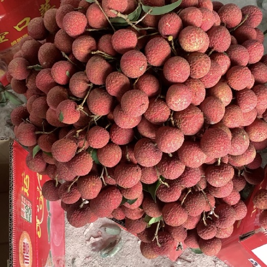 平南县禾荔荔枝  桂平麻垌禾荔
