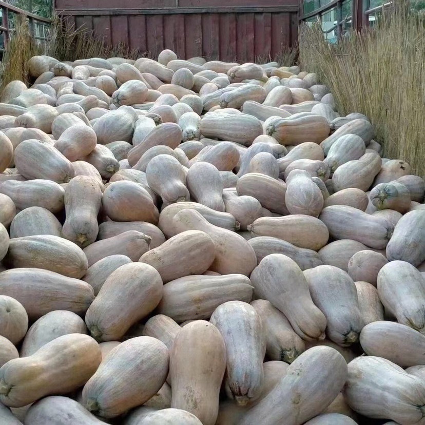 南瓜，蜜本南瓜，个体大，肉质鲜嫩