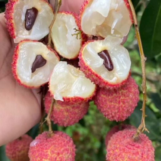 平南县荔枝之乡桂平桂味