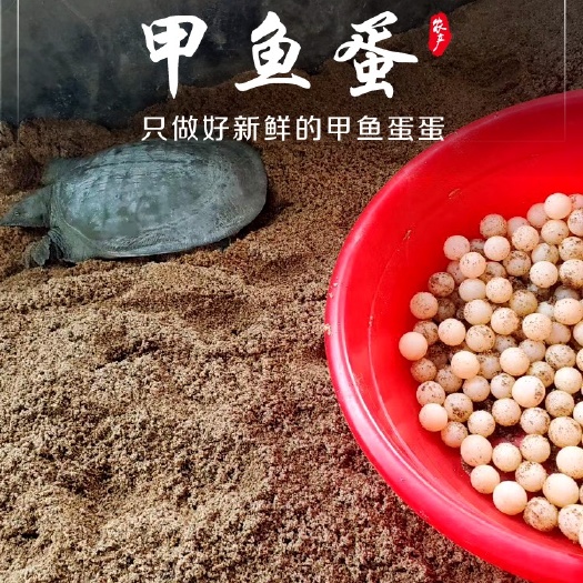 产地直发食用甲鱼蛋！一盒120枚，一件代发，现挖现发！