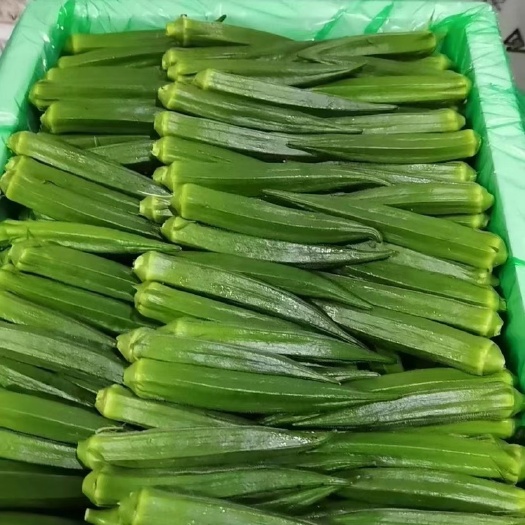 漳州水果秋葵全年供应货物充足