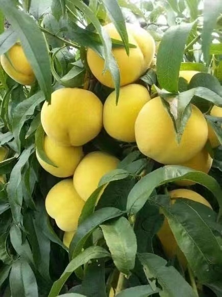 蒙阴县沂蒙山区大黄桃吃了还想吃
