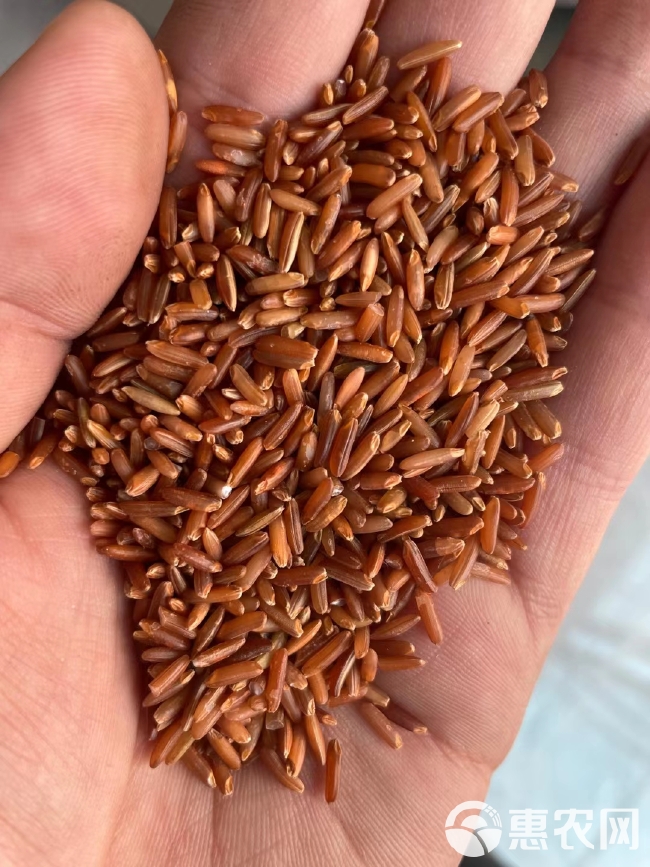 红米 红糙米 食品原料 厂家直销 红曲米