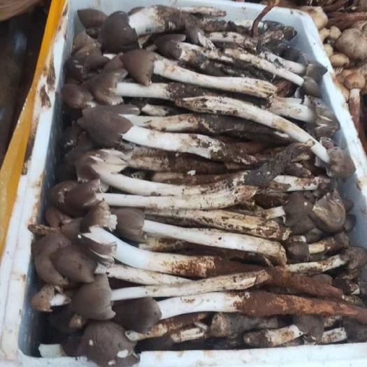 保山各种鸡枞菌