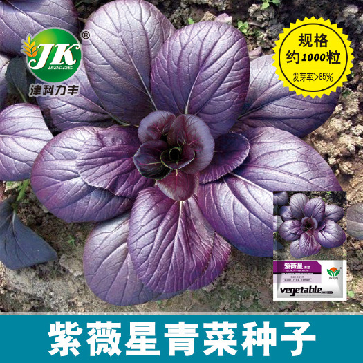 营养紫油菜四季播紫色油菜种子小青菜蔬菜种籽农家小白菜