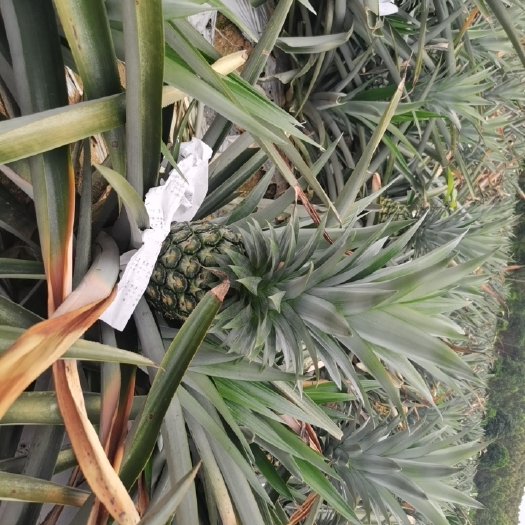 扶绥县金菠萝