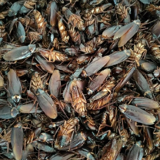 简阳市美洲大蠊｜蟑螂 干品