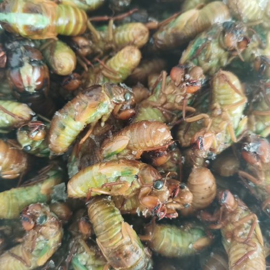 益阳金蝉